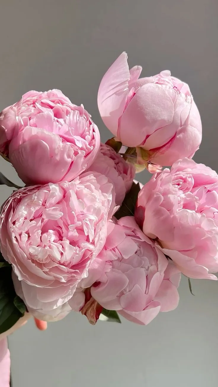 Peonías rosadas frescas